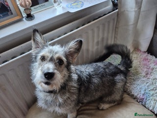 Mixed Breed dogs ๐๐ถSCRUFFY- A LITTLE LAD WITH A BIG HEART ๐๐ถ - Advert 7
