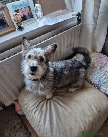 Mixed Breed dogs 💙🐶SCRUFFY- A LITTLE LAD WITH A BIG HEART 💙🐶 - Advert 1