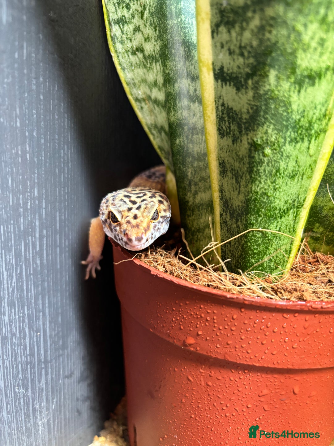 Gecko reptiles for sale: Leopard gecko for sale  - Advert 1