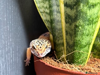 Gecko reptiles Leopard gecko for sale - Advert 1