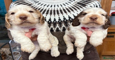 Cocker Spaniel dogs - Advert 4