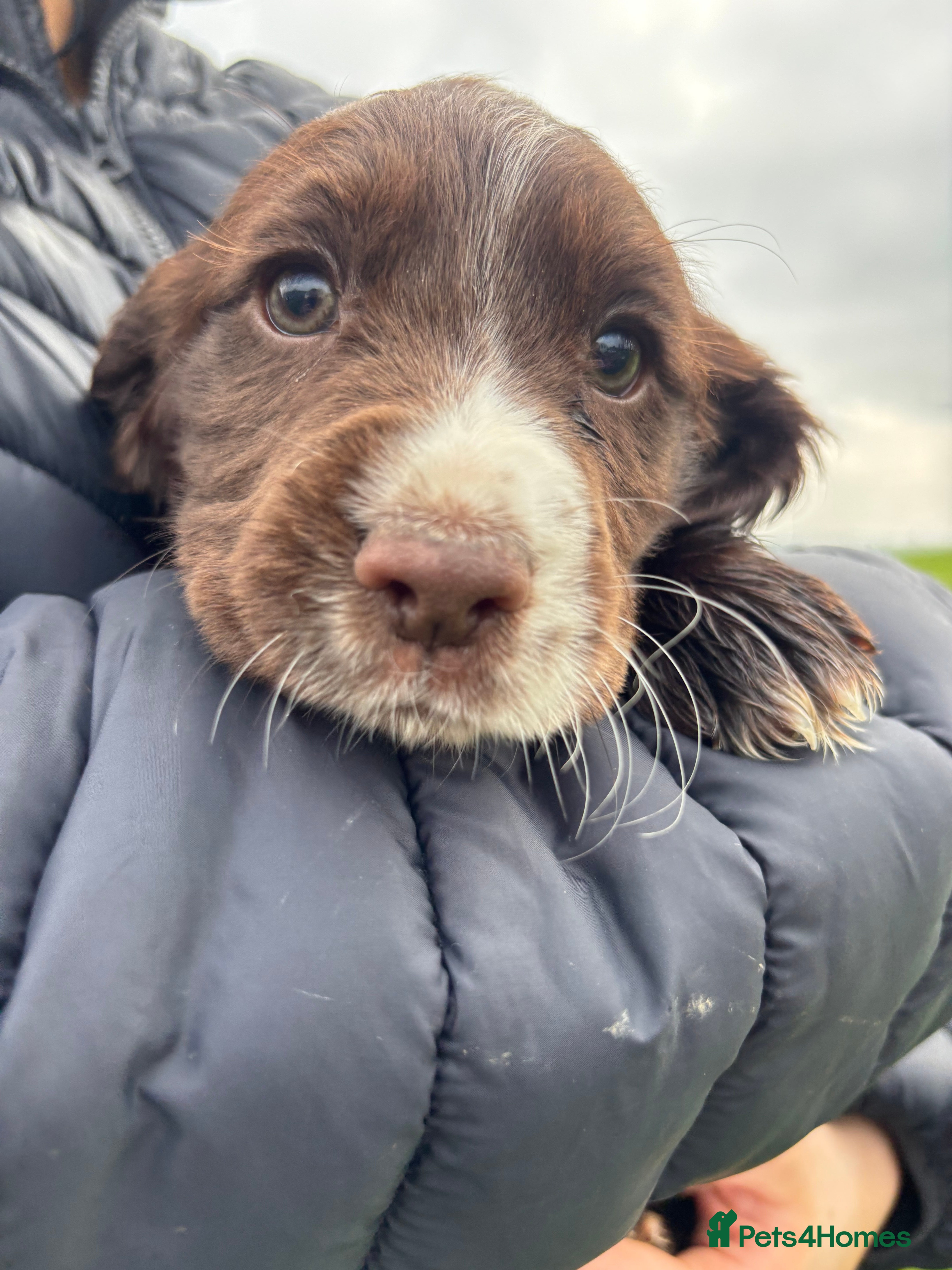 Cocker Spaniel dogs Cocker spaniel  - Advert 1