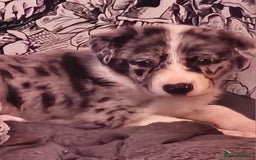 Border Collie dogs for sale: Unique blue eyed blue merle border collie puppies - Image 6