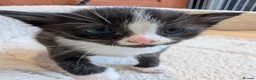 Mixed Breed cats for sale: Maine Coon x British Shorthair - Advert 19