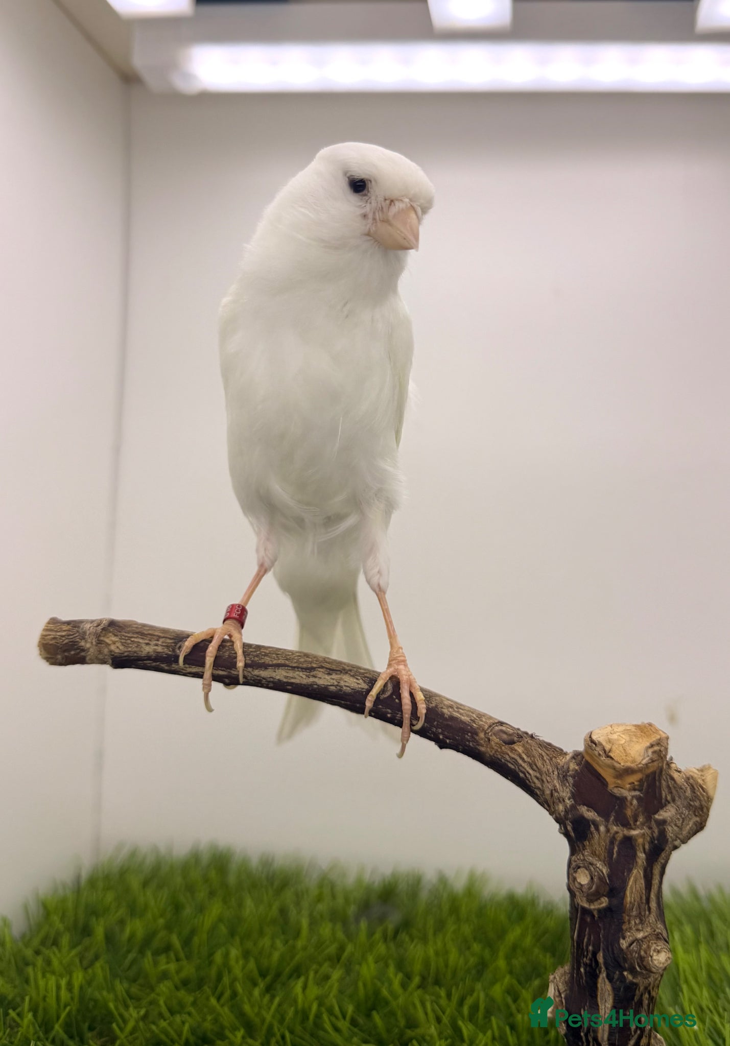 Canaries birds 2024 Persian hen canary ready to go down again  - Advert 1