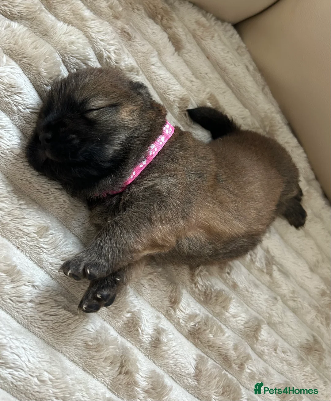 Chow Chow dogs for sale: 7 Stunning Chow Chow Puppies - Advert 12