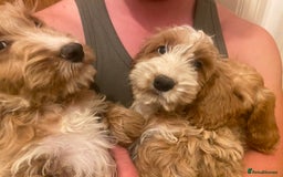 Cockapoo dogs for sale: F1 Apricot cockapoo’s boys and girls  - Image 19