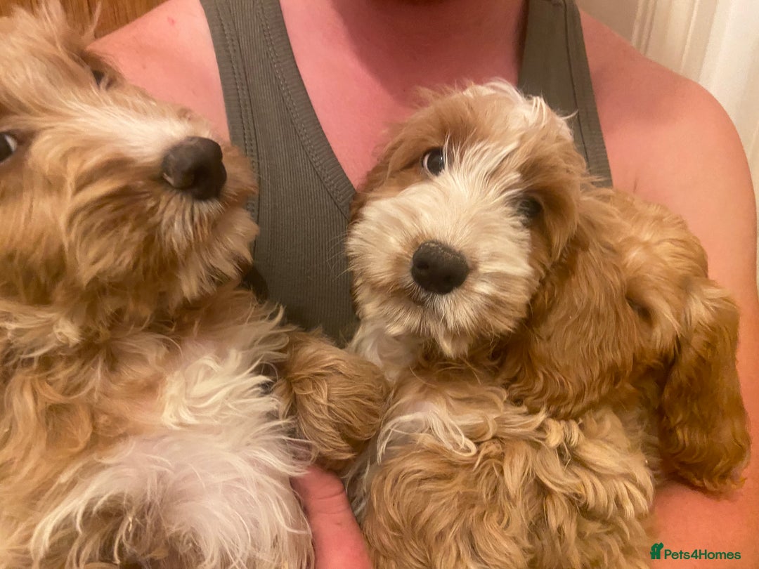 Cockapoo dogs for sale: F1 Apricot cockapoo’s boys and girls  - Image 19