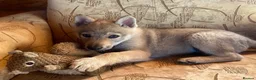 Saarloos Wolfdog dogs for sale: Czechoslovakian Wolfdog Puppies  - Advert 7