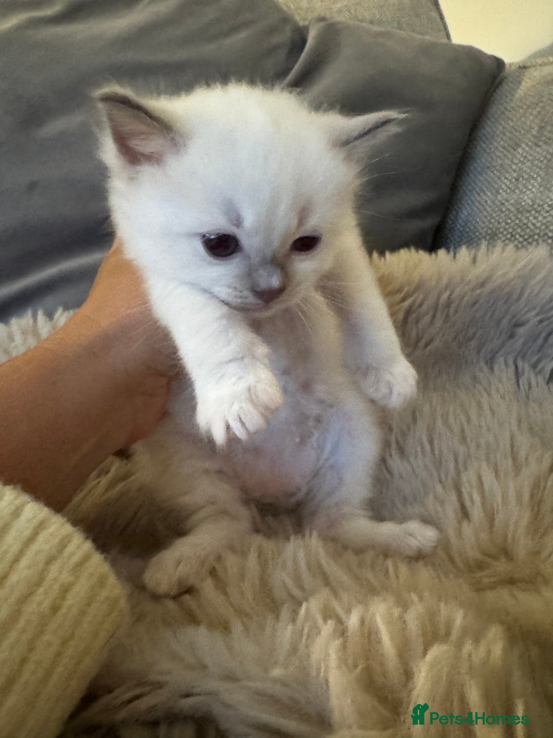 Ragdoll cats for sale: Absolutely Stunning litter of pure Ragdoll kittens - Advert 17