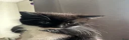 Mixed Breed cats for sale: 3 female kittens waiting to be rehoused  in Gillingham - Advert 4