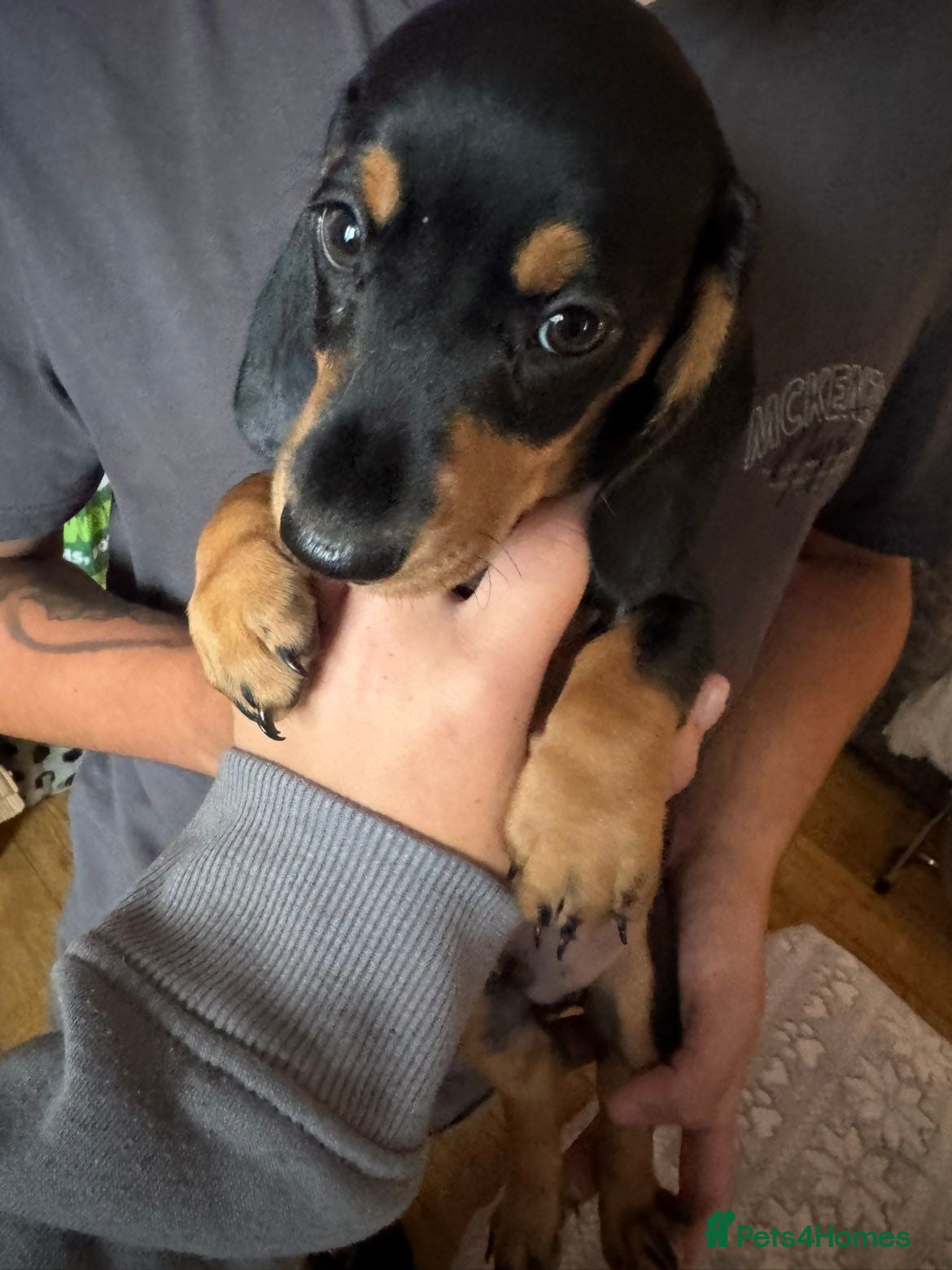 Miniature Dachshund dogs Miniature Dachshund puppies - Advert 1