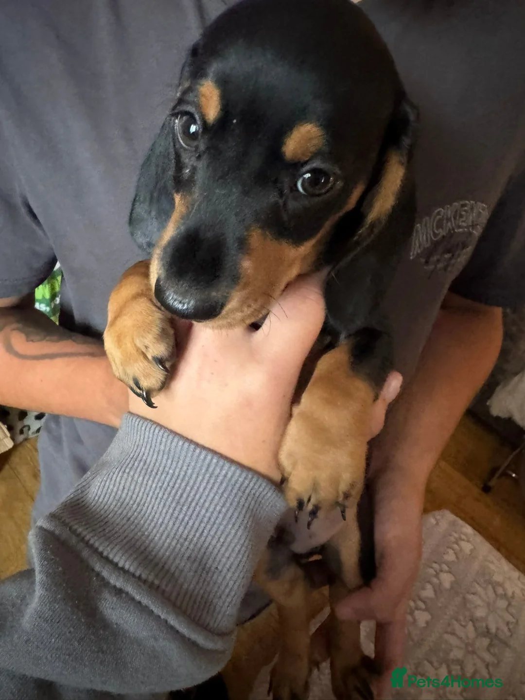 Miniature Dachshund dogs for sale: Miniature Dachshund puppies - Advert 1