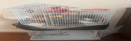 Budgerigars birds for sale: Two Budgies + Large Cage & Accessories  £85 in Coventry - Advert 1