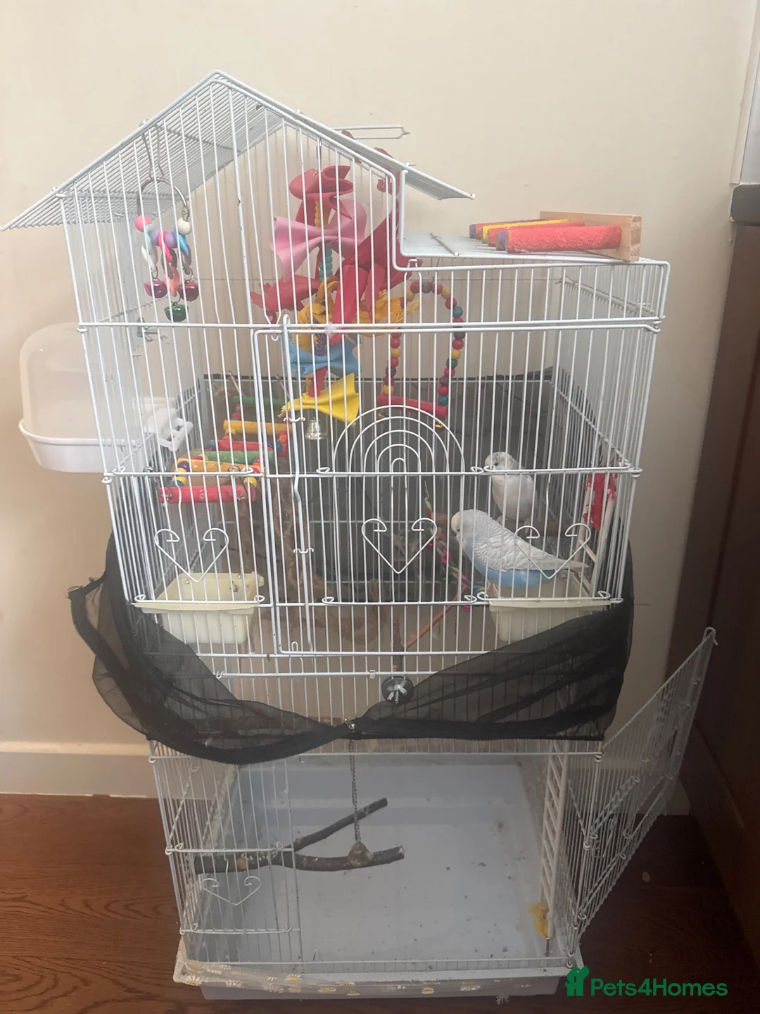 Budgerigars birds for sale: Two Budgies + Large Cage & Accessories  £85 in Coventry - Advert 1