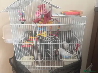 Budgerigars birds Two Budgies + Large Cage & Accessories £85 - Advert 1
