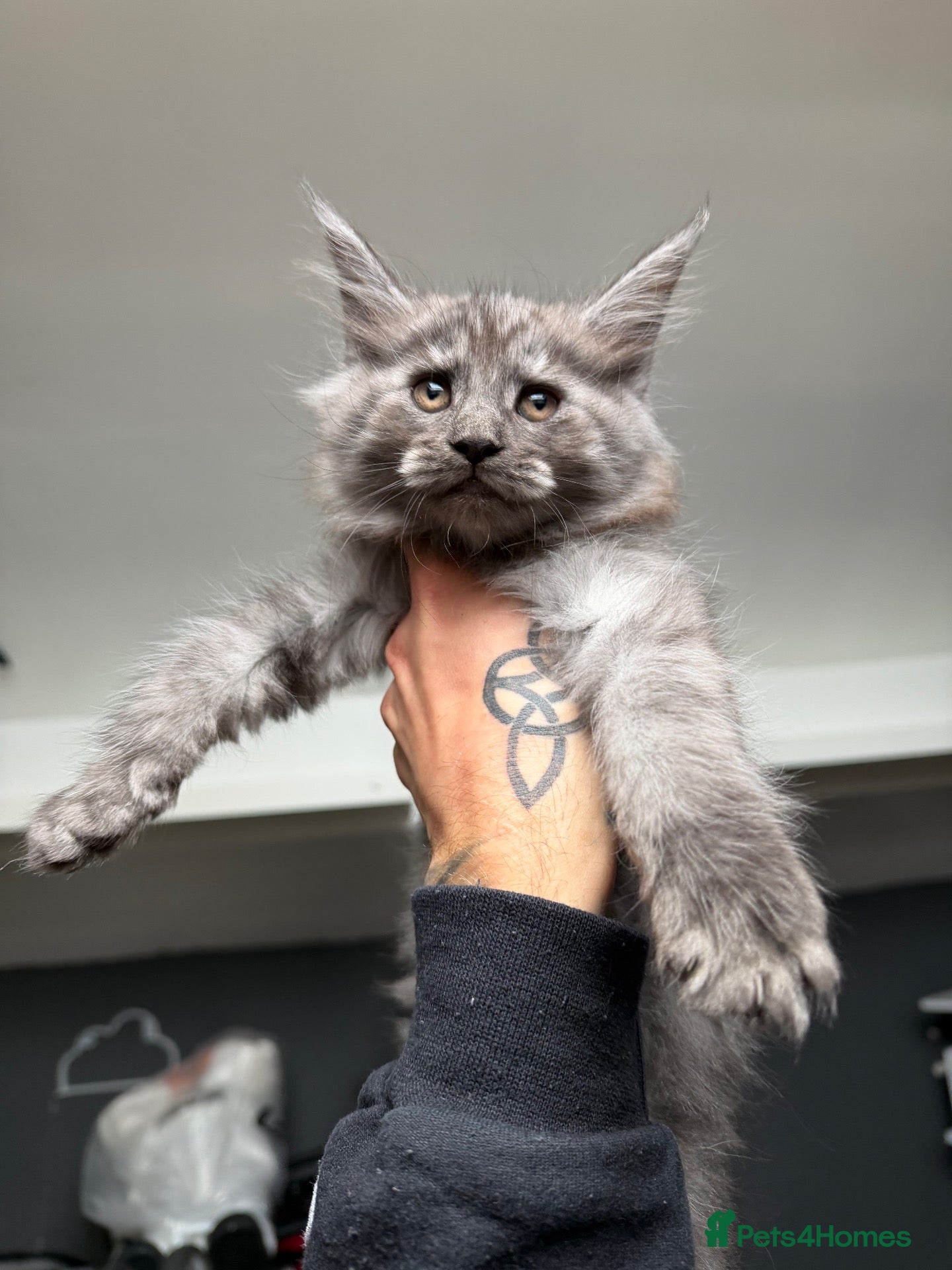 Maine Coon cats Polydactyl Maine Coon Kittens - Advert 14