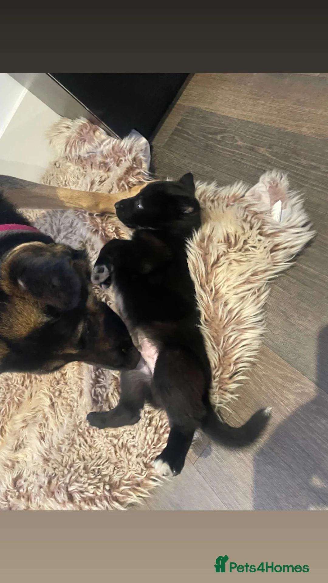 German Shepherd dogs for sale: For sale  - Advert 9