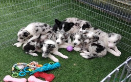 Border Collie dogs for sale: Stunning litter of blue merle border collies - Image 26