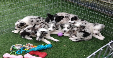 Border Collie dogs - Advert 15