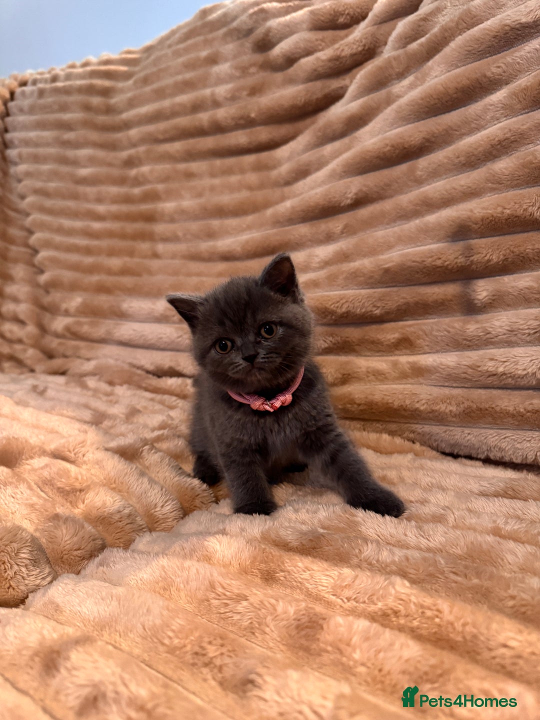 British Shorthair cats for sale: 7 lovely BSH😍 - Advert 3