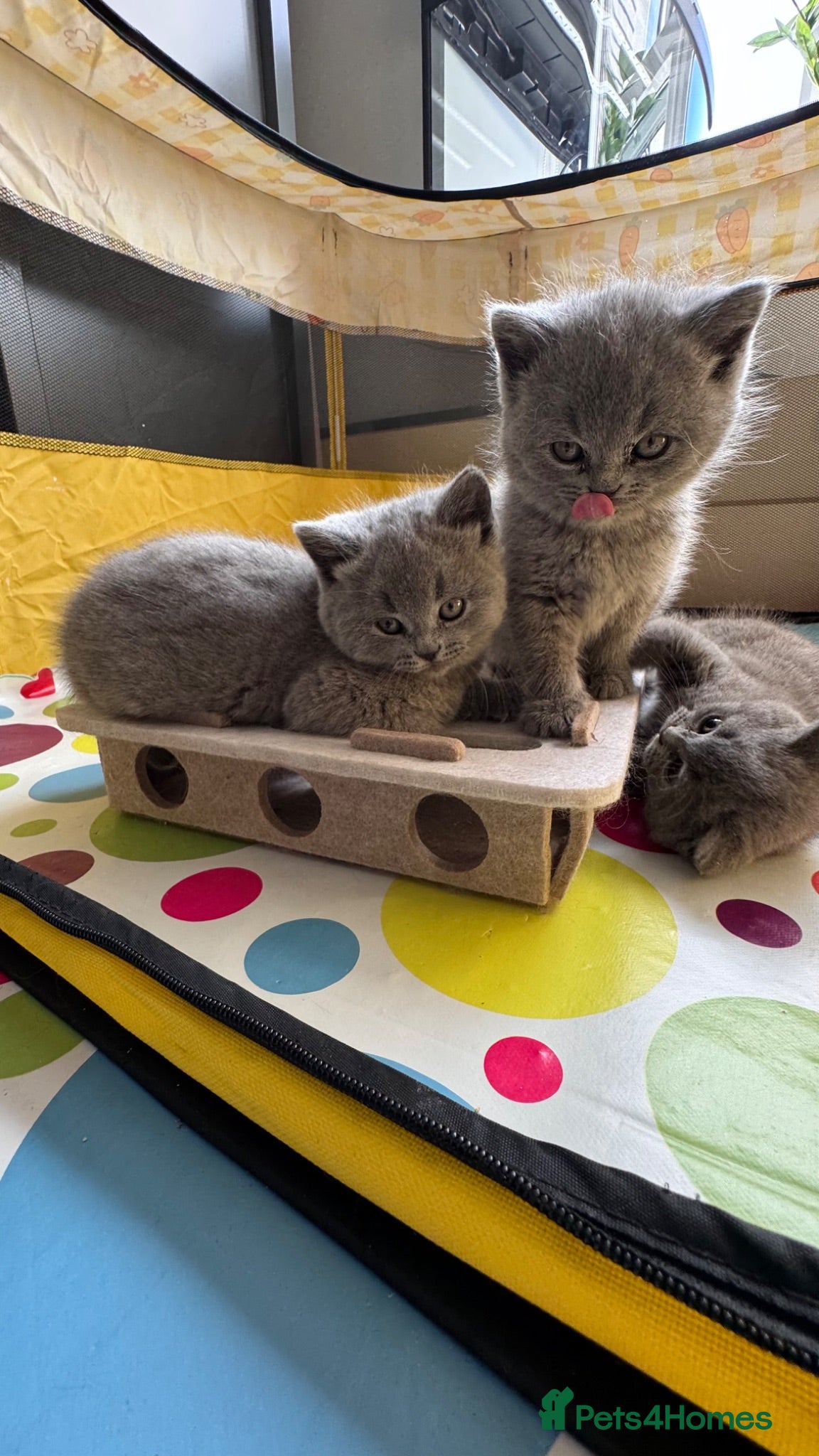 British Shorthair cats Beautiful British Shorthair Kittens - Advert 1