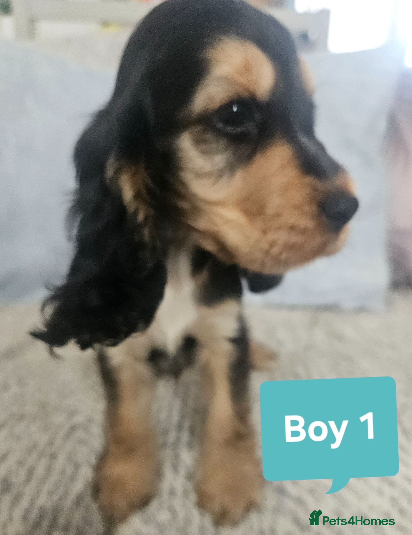 Cocker Spaniel dogs Ready to go 3boys 1 girl Left Show cocker spaniels - Advert 2