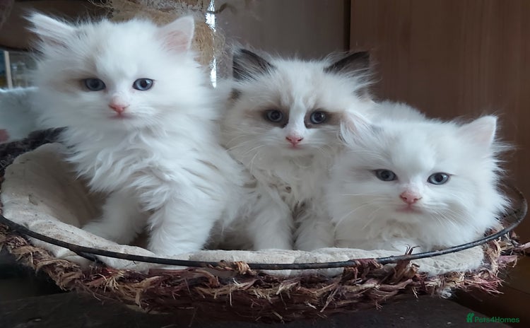 Ragdoll cats RAGDOLLS BICOLOUR BOY GIRLS BLUE EYES READY NOW  - Advert 9