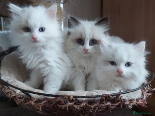 Ragdoll cats RAGDOLLS BICOLOUR BOY GIRLS BLUE EYES READY NOW - Advert 16