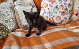 Mixed Breed cats for sale: Gorgeous Large Maine Coon Cross Kittens - Image 10
