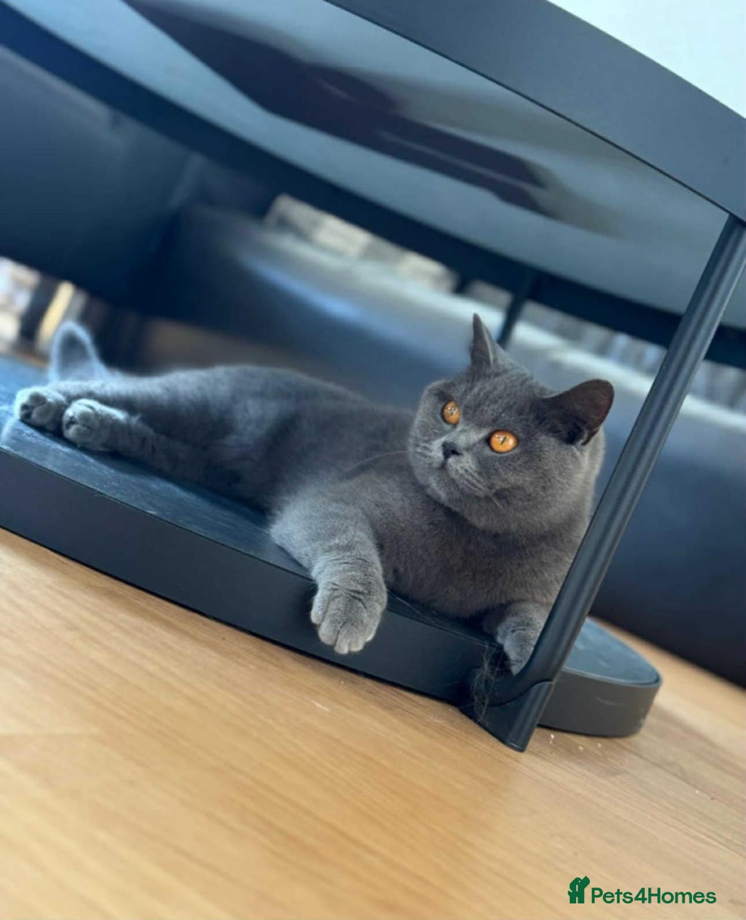 British Shorthair cats for sale: British female cat - Advert 1