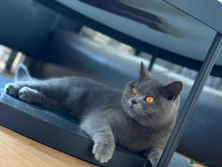 British Shorthair cats British female cat - Advert 12