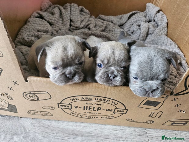 French Bulldog dogs Beautiful French Bulldog Puppies 2xF - fluffy, 1xM - Advert 2