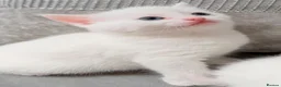 Mixed Breed cats for sale: Adorable kittens ready for their new homes - Advert 8