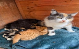 Mixed Breed cats for sale: Adorable Kittens Looking for Loving Homes  - Image 4