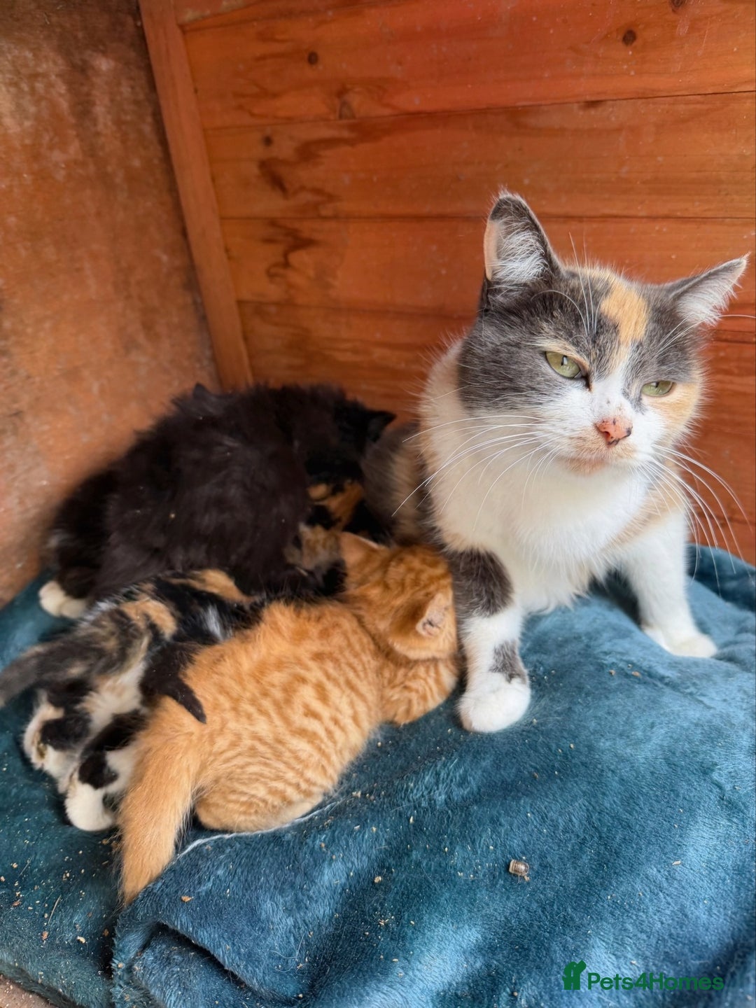 Mixed Breed cats for sale: Adorable Kittens Looking for Loving Homes  - Image 4