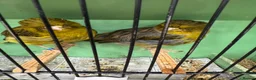 Mixed Breed birds for sale: Mix breed Canary Dove      - Advert 7