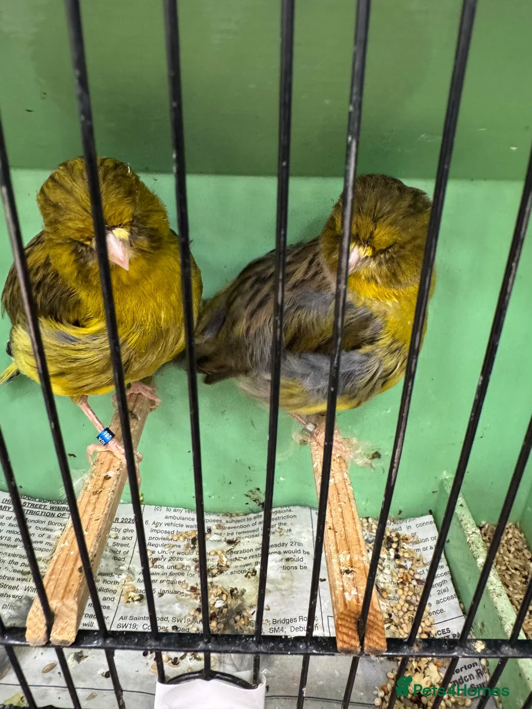 Mixed Breed birds for sale: Mix breed Canary and Zebra finches  - Advert 6