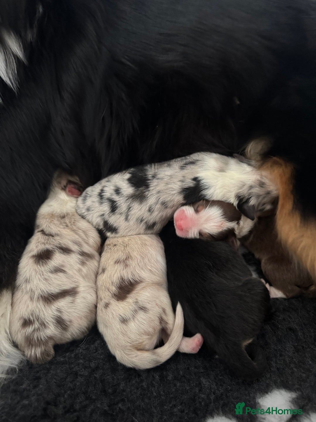 Australian Shepherd dogs for sale: Australian Shepherd Puppies - Image 6