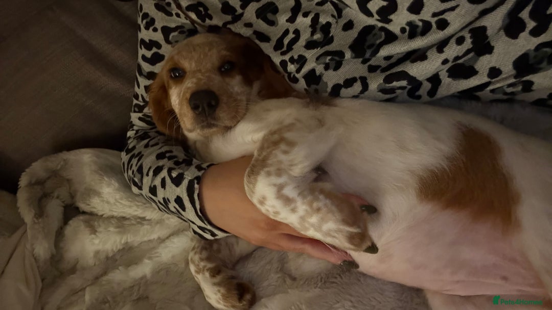 Cocker Spaniel dogs for sale: Winny - Advert 6