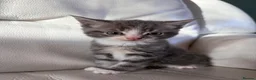 Mixed Breed cats for sale: Gorgeous kittens for sale  in Blandford Forum - Advert 7