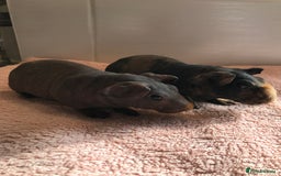 Guinea Pig rodents for sale: Super Skinny Pig Boars - Image 1