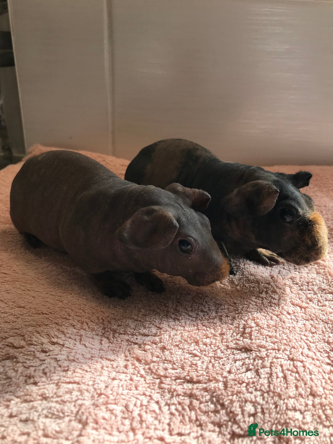 Guinea Pig rodents for sale: Super Skinny Pig Boars - Image 1