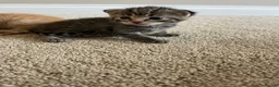 Mixed Breed cats for sale: 4 adorable kittens for sale £250 3 tabby, 1 ginger - Advert 11