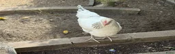 Chickens poultry for sale: 3 Hens – Sussex, Brown Ranger & Cuckoo Marans in New Malden - Advert 9