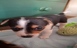 Jack Russell dogs for sale: Beautiful little Jack Girls  - Image 11