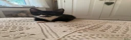 Mixed Breed cats for sale: Kittens looking for their PURRfect forever homes - Advert 18