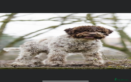 Lagotto Romagnolo dogs for sale: Quality lagotto pups - Image 2