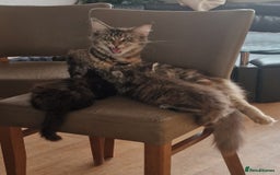Maine Coon cats for sale: Maine coon kittens - Image 4