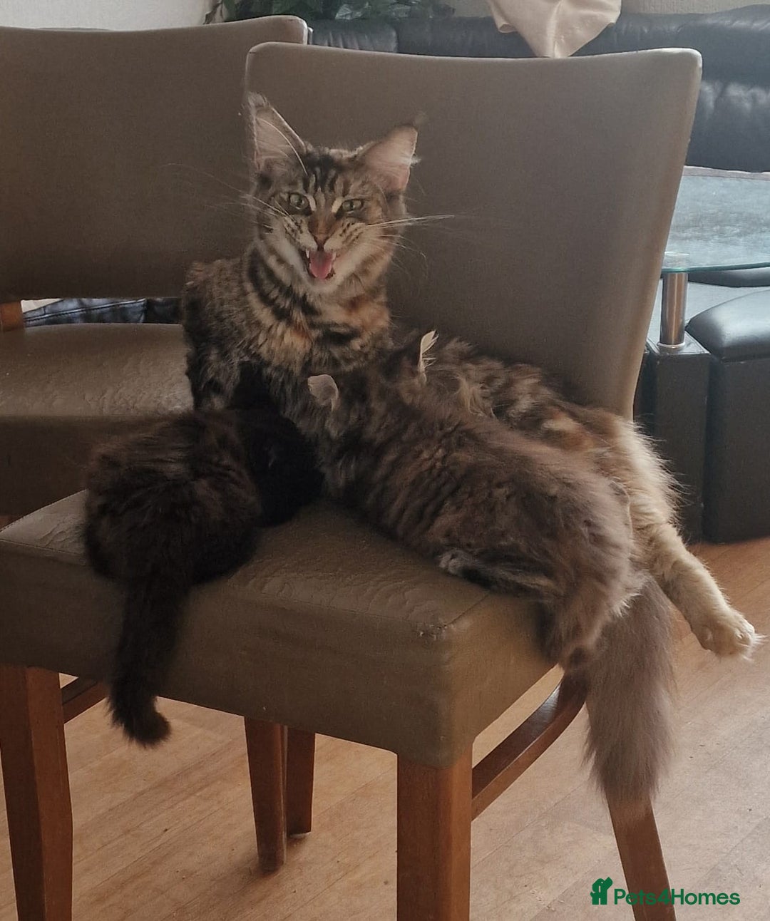 Maine Coon cats for sale: Maine coon kittens - Image 4